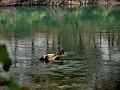 adda (6)